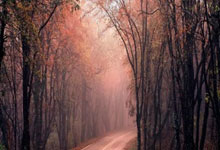 比勒费尔德球员施密特因违纪被停赛惩罚示众，施密特 nba